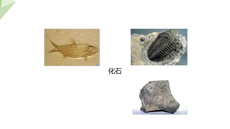 21.2 生物的进化 第1课时 课件 2023-2024学年初中生物北师版八年级下册第6页