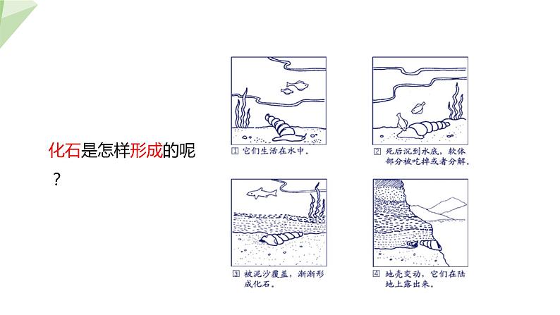 21.2 生物的进化 第1课时 课件 2023-2024学年初中生物北师版八年级下册第7页