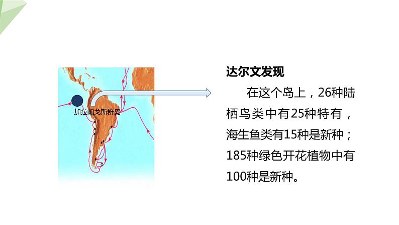 21.2 生物的进化 第2课时 课件 2023-2024学年初中生物北师版八年级下册07