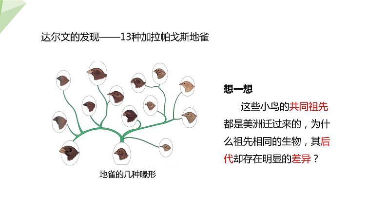 21.2 生物的进化 第2课时 课件 2023-2024学年初中生物北师版八年级下册08