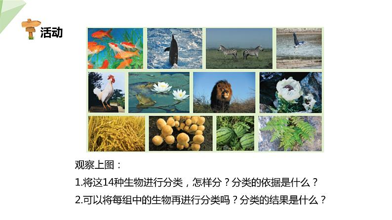 22.1 生物的分类 课件 2023-2024学年初中生物北师版八年级下册05