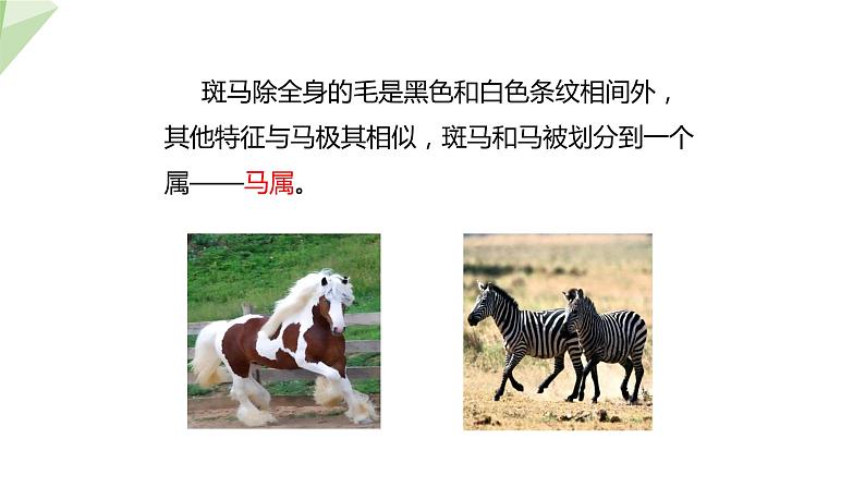 22.1 生物的分类 课件 2023-2024学年初中生物北师版八年级下册08