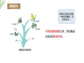 22.3 植物的主要类群 第1课时 课件 2023-2024学年初中生物北师版八年级下册