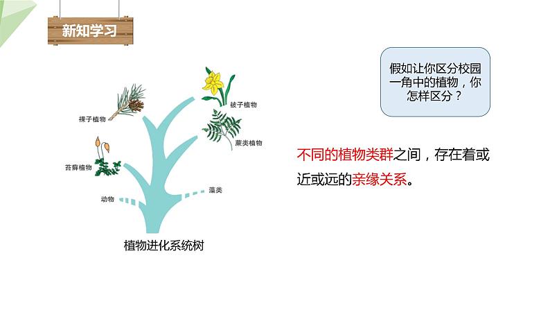 22.3 植物的主要类群 第1课时 课件 2023-2024学年初中生物北师版八年级下册04