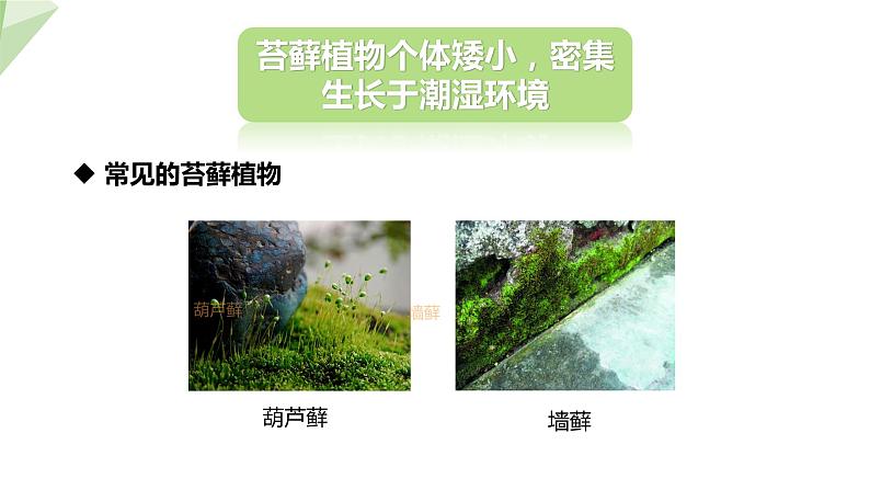 22.3 植物的主要类群 第1课时 课件 2023-2024学年初中生物北师版八年级下册06