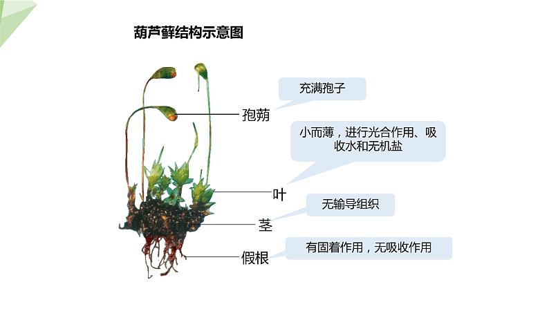 22.3 植物的主要类群 第1课时 课件 2023-2024学年初中生物北师版八年级下册08