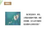 22.3 植物的主要类群 第2课时 课件 2023-2024学年初中生物北师版八年级下册