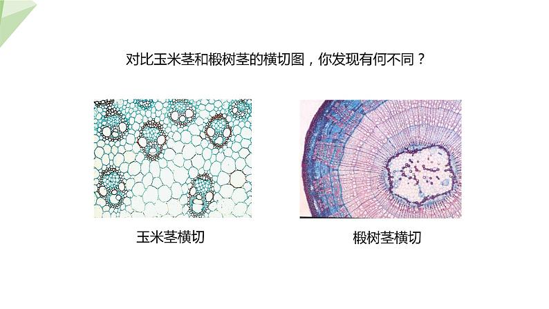 22.3 植物的主要类群 第2课时 课件 2023-2024学年初中生物北师版八年级下册05