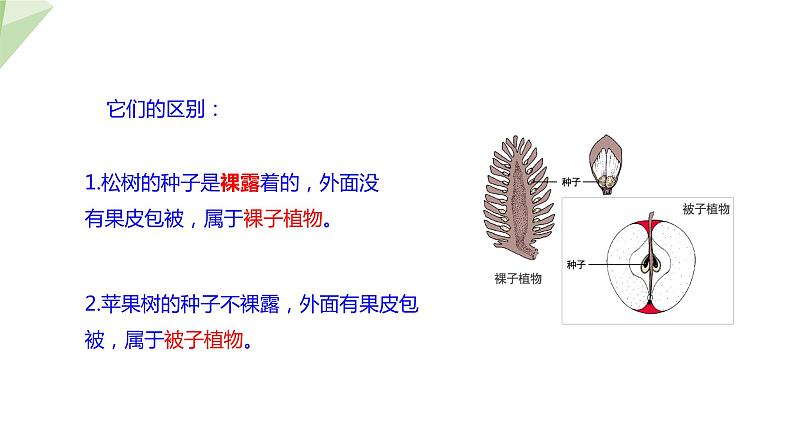 22.3 植物的主要类群 第2课时 课件 2023-2024学年初中生物北师版八年级下册08