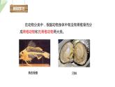 22.4 动物的主要类群 第1课时 课件 2023-2024学年初中生物北师版八年级下册