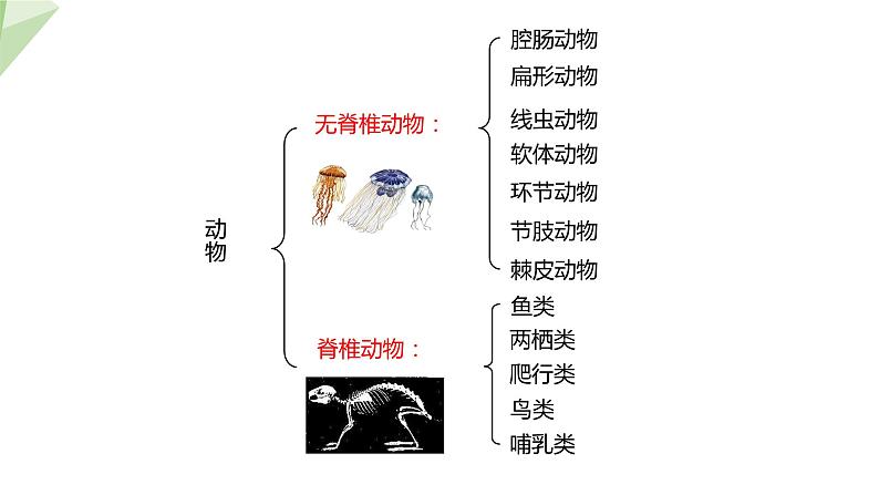 22.4 动物的主要类群 第1课时 课件 2023-2024学年初中生物北师版八年级下册07