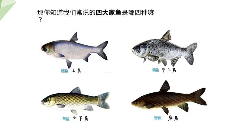 22.4 动物的主要类群 第2课时 课件 2023-2024学年初中生物北师版八年级下册06