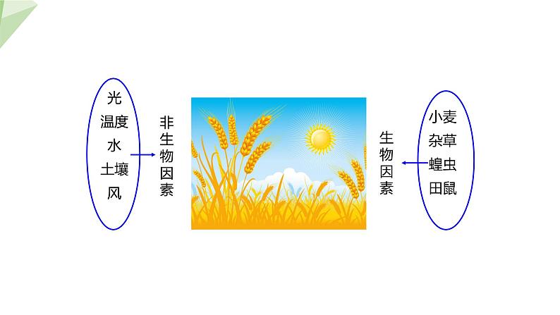 23.1 生物的生存依赖一定的环境 课件 2023-2024学年初中生物北师版八年级下册05