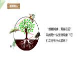 23.3 生态系统的结构和功能 课件 2023-2024学年初中生物北师版八年级下册