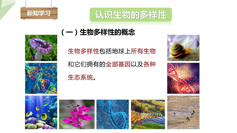 6.3.1 生物的多样性 课件2023-2024学年初中生物济南版八年级下册第3页