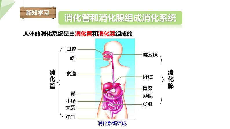 北师大版七年级生物下册课件 8.2 食物的消化和营养物质的吸收 课件04