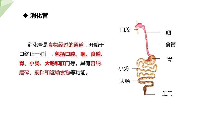 北师大版七年级生物下册课件 8.2 食物的消化和营养物质的吸收 课件05