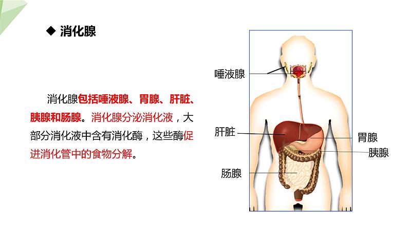 北师大版七年级生物下册课件 8.2 食物的消化和营养物质的吸收 课件06