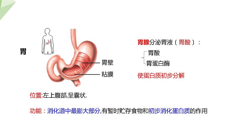 北师大版七年级生物下册课件 8.2 食物的消化和营养物质的吸收 课件07