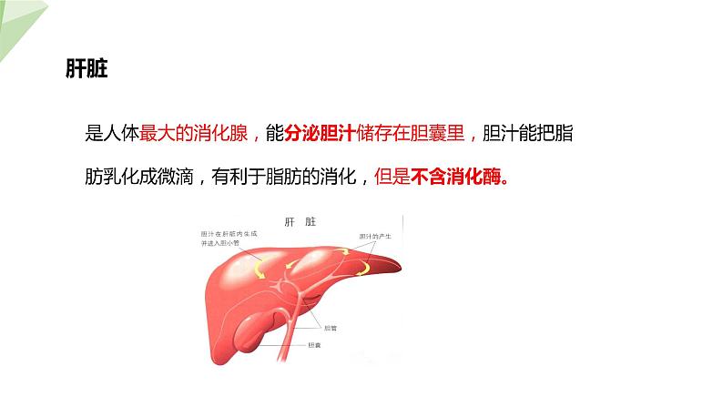 北师大版七年级生物下册课件 8.2 食物的消化和营养物质的吸收 课件08