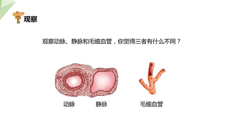 北师大版七年级生物下册课件 9.2 血液循环 第1课时 课件第5页