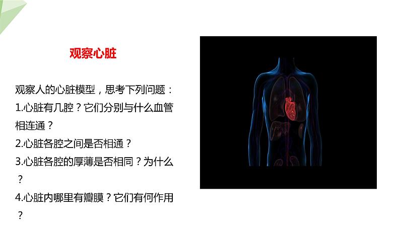 北师大版七年级生物下册课件 9.2 血液循环 第2课时 课件第5页