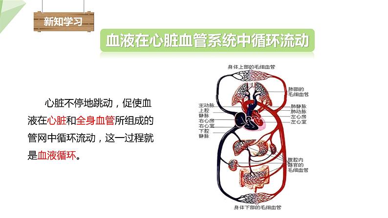 北师大版七年级生物下册课件 9.2 血液循环 第3课时 课件第4页