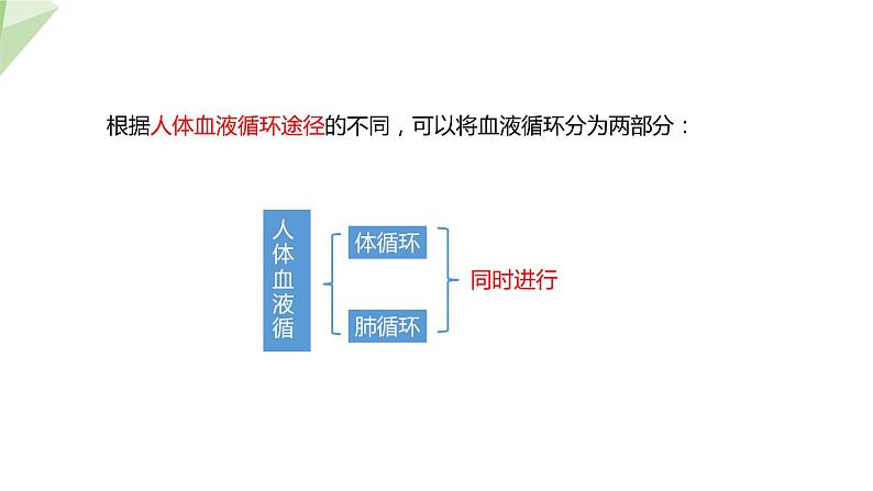 北师大版七年级生物下册课件 9.2 血液循环 第3课时 课件第6页