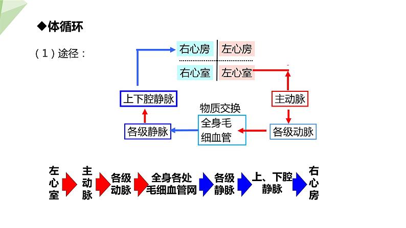 北师大版七年级生物下册课件 9.2 血液循环 第3课时 课件第8页