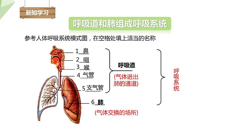 北师大版七年级生物下册课件 10.2 人体细胞获得氧气的过程 课件第4页