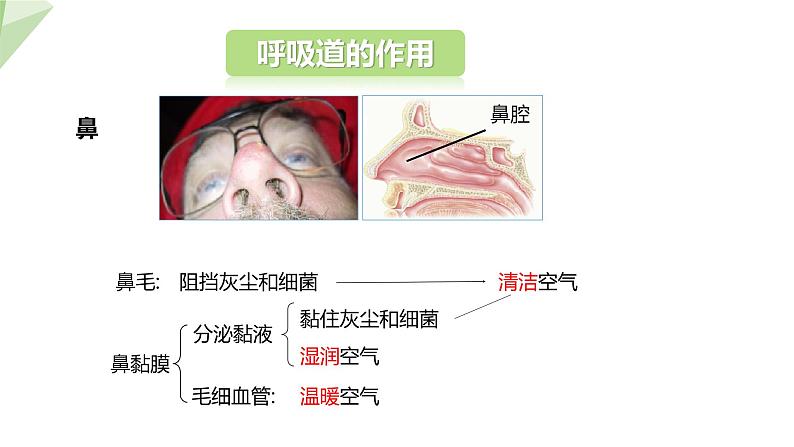 北师大版七年级生物下册课件 10.2 人体细胞获得氧气的过程 课件第5页