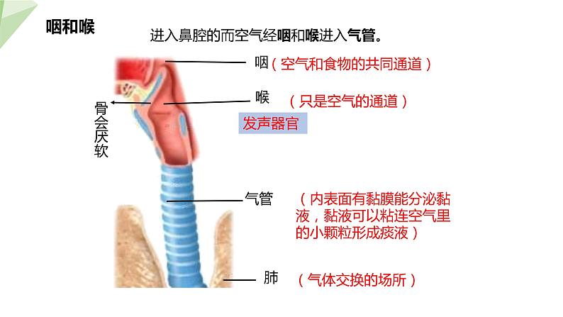 北师大版七年级生物下册课件 10.2 人体细胞获得氧气的过程 课件第7页