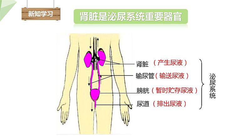 北师大版七年级生物下册课件 11.2 尿的形成与排出 课件04