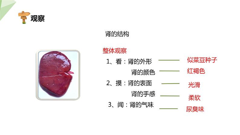 北师大版七年级生物下册课件 11.2 尿的形成与排出 课件05