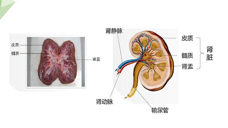 北师大版七年级生物下册课件 11.2 尿的形成与排出 课件06