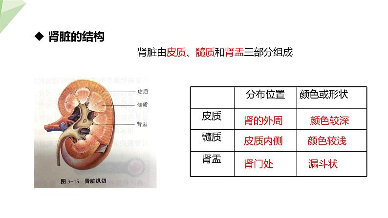 北师大版七年级生物下册课件 11.2 尿的形成与排出 课件07