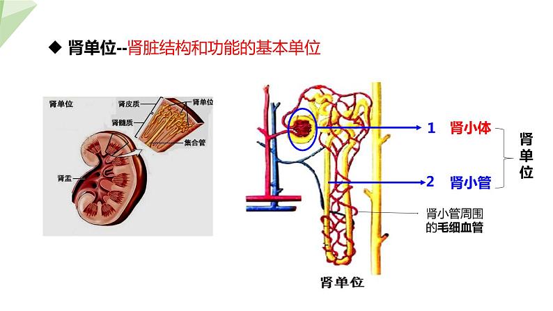 北师大版七年级生物下册课件 11.2 尿的形成与排出 课件08