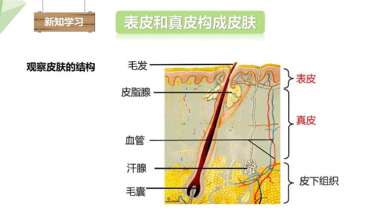 北师大版七年级生物下册课件 11.3 皮肤与汗液分泌 课件 初中生物北师版七年级下册04