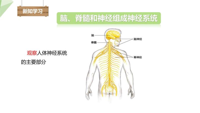 北师大版七年级生物下册课件 12.1 神经系统与神经调节 第1课时 课件04