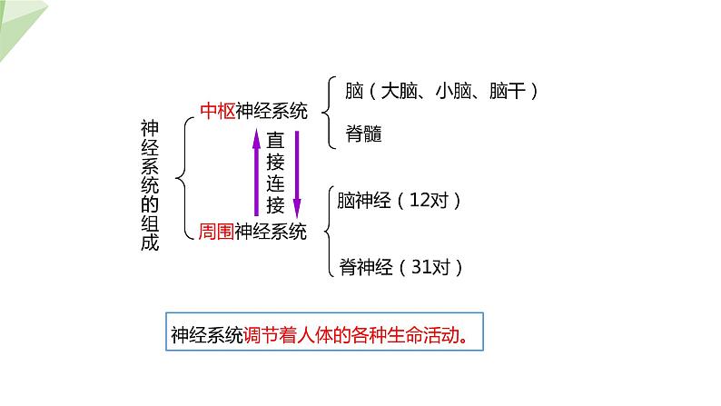 北师大版七年级生物下册课件 12.1 神经系统与神经调节 第1课时 课件第5页