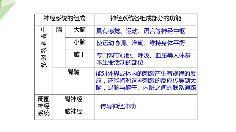 北师大版七年级生物下册课件 12.1 神经系统与神经调节 第1课时 课件第6页