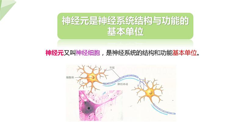 北师大版七年级生物下册课件 12.1 神经系统与神经调节 第1课时 课件第7页