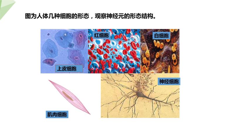 北师大版七年级生物下册课件 12.1 神经系统与神经调节 第1课时 课件08