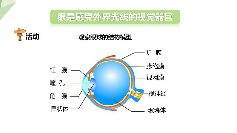 北师大版七年级生物下册课件 12.2 感受器和感觉器官 第1课时 课件05