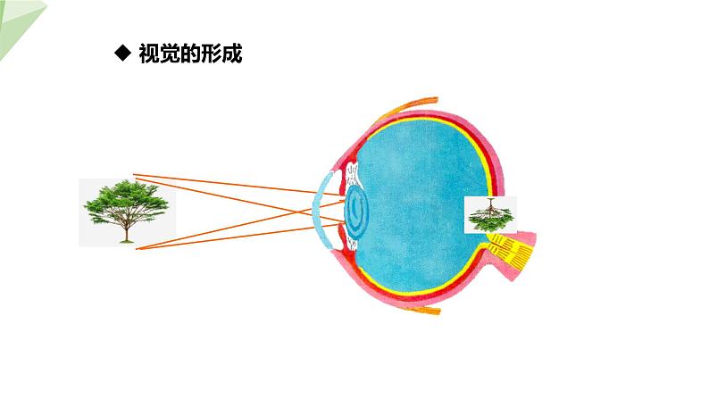 北师大版七年级生物下册课件 12.2 感受器和感觉器官 第1课时 课件08