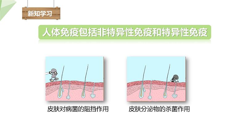 北师大版七年级生物下册课件 13.3 人体免疫 课件第4页