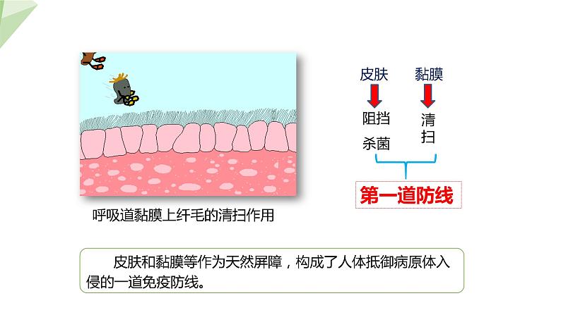 北师大版七年级生物下册课件 13.3 人体免疫 课件第5页