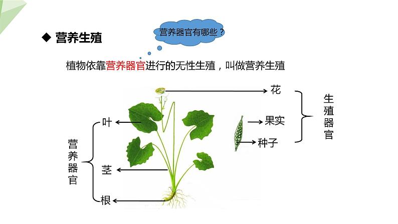 21.1 生物的无性生殖 课件初中生物苏教版八年级下册08