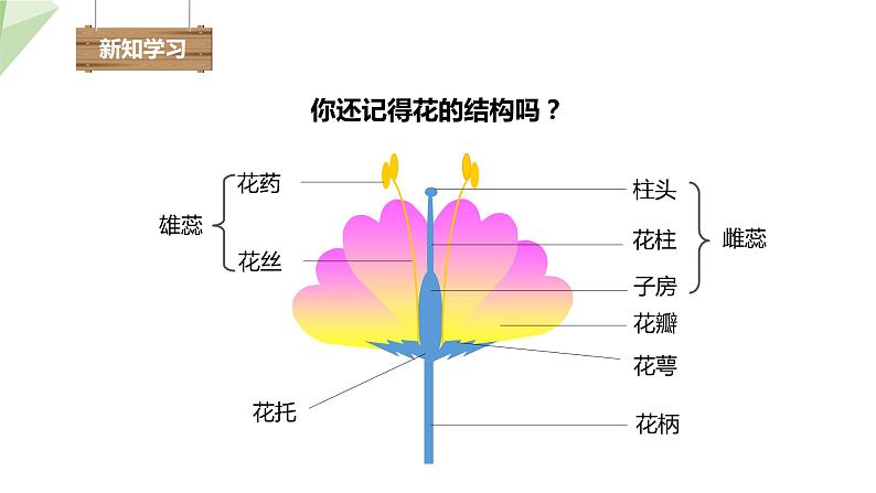 21.2 植物的有性生殖 课件初中生物苏教版八年级下册04