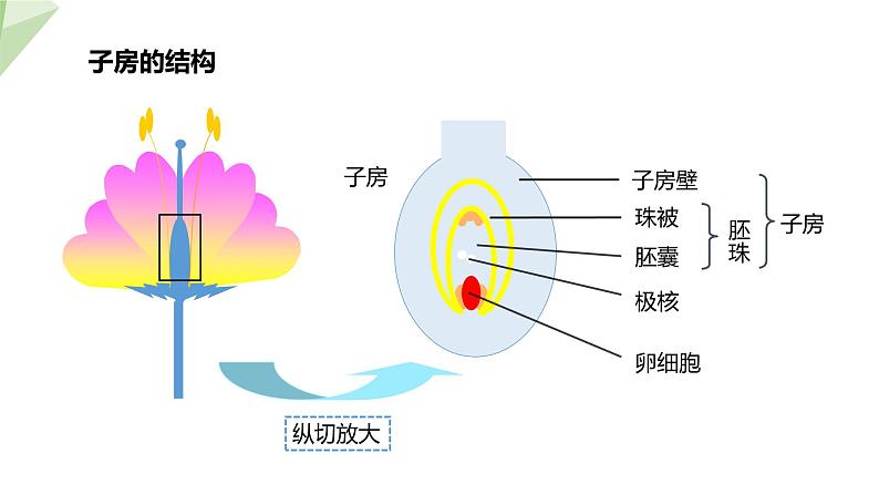 21.2 植物的有性生殖 课件初中生物苏教版八年级下册05